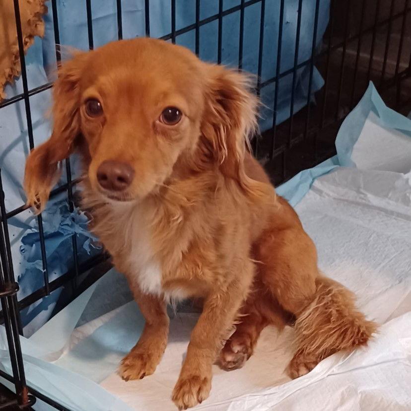 Pumpkin, Adopted, Young Male Chihuahua & Dachshund.