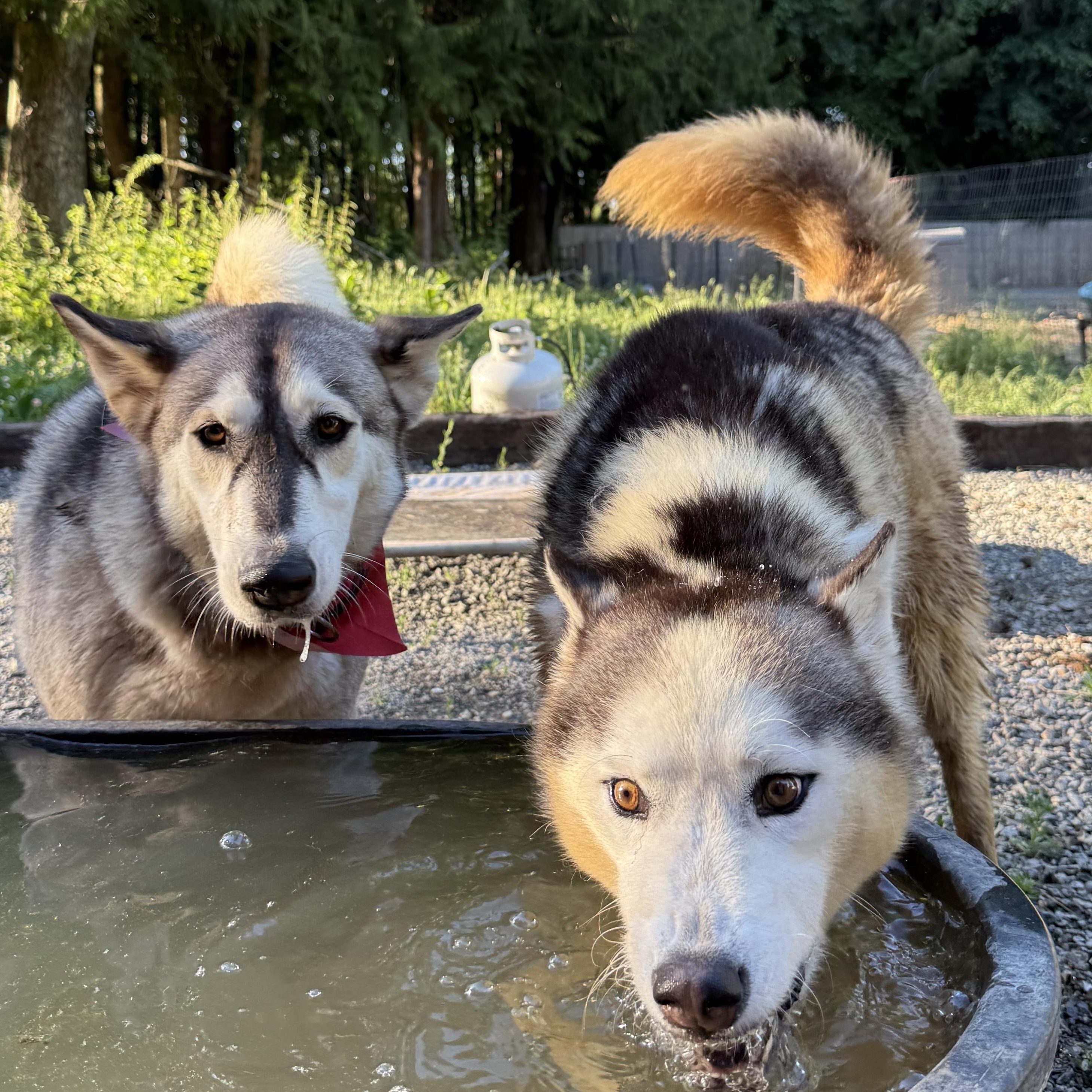 Ashlyn, a Adoptable Siberian Husky in Ferndale, WA image 2/3