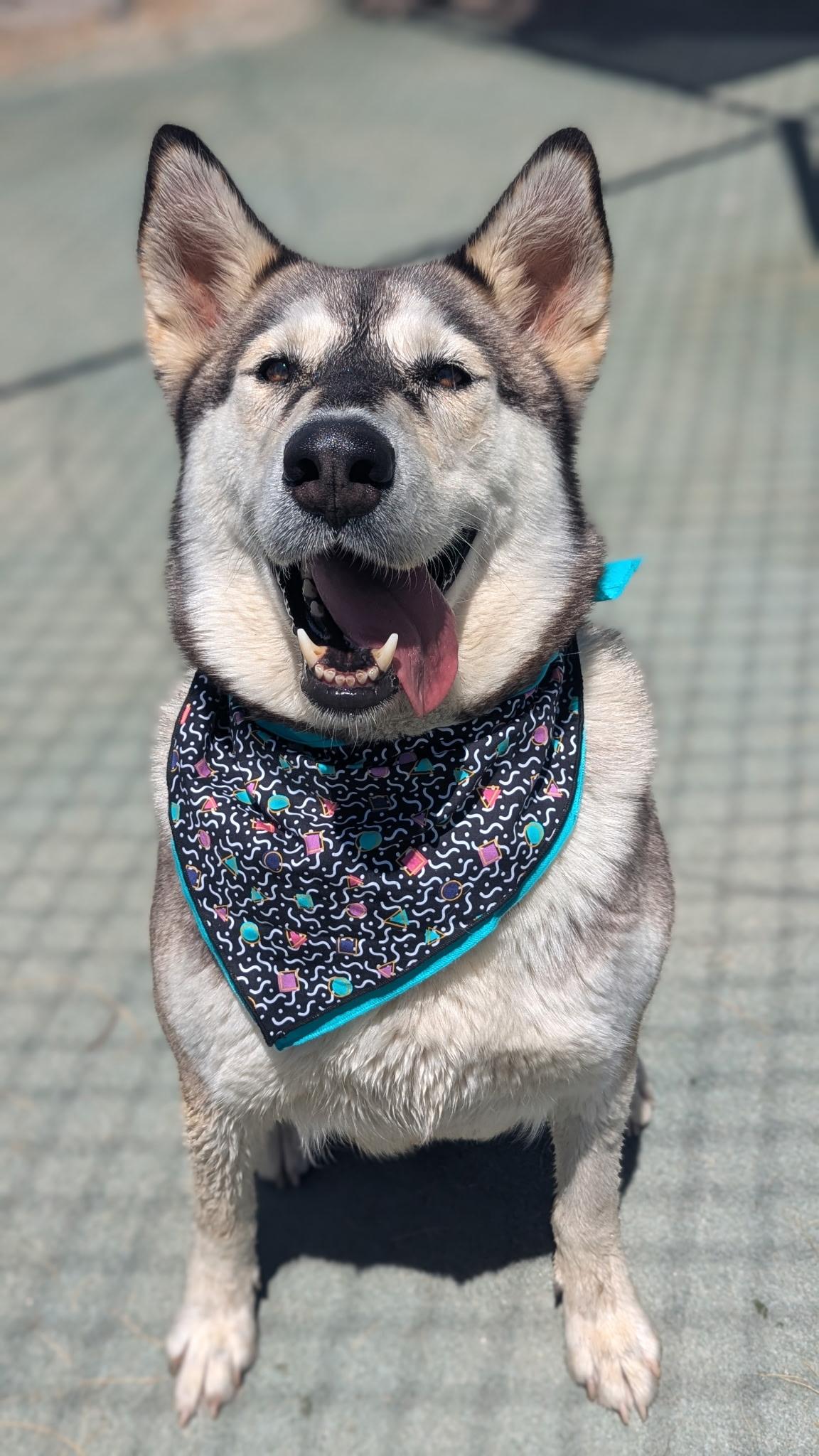 Ashlyn, a Adoptable Siberian Husky in Ferndale, WA image 1/3