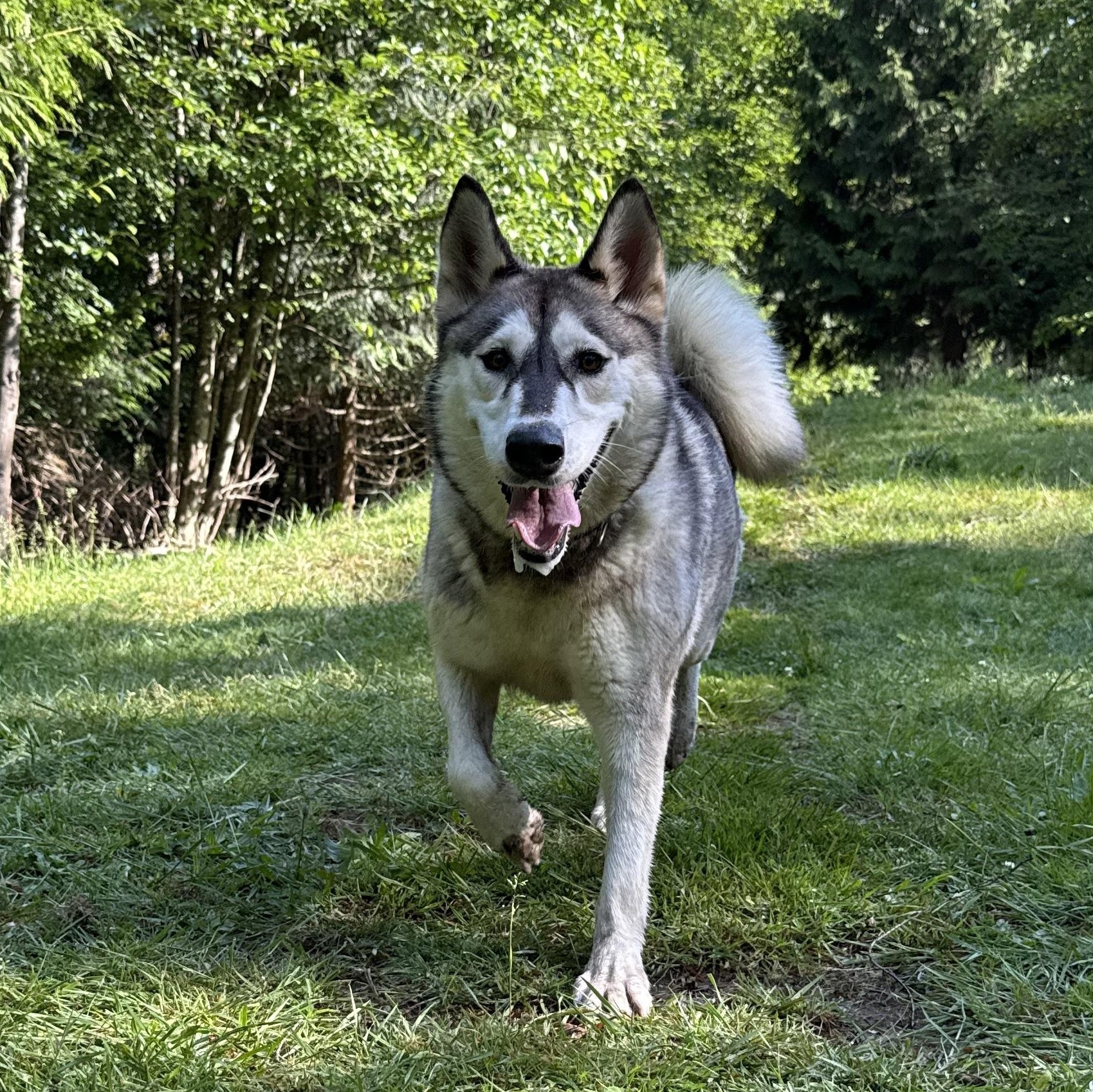 Ashlyn, a Adoptable Siberian Husky in Ferndale, WA image 3/3