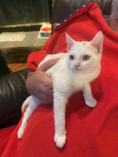 Enlarge Snowflake (new), a Adoptable Domestic Short Hair in Wesley Chapel, FL image 1/2