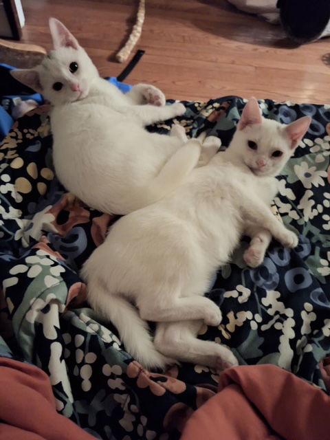 Enlarge Snowflake (new), a Adoptable Domestic Short Hair in Wesley Chapel, FL image 2/2