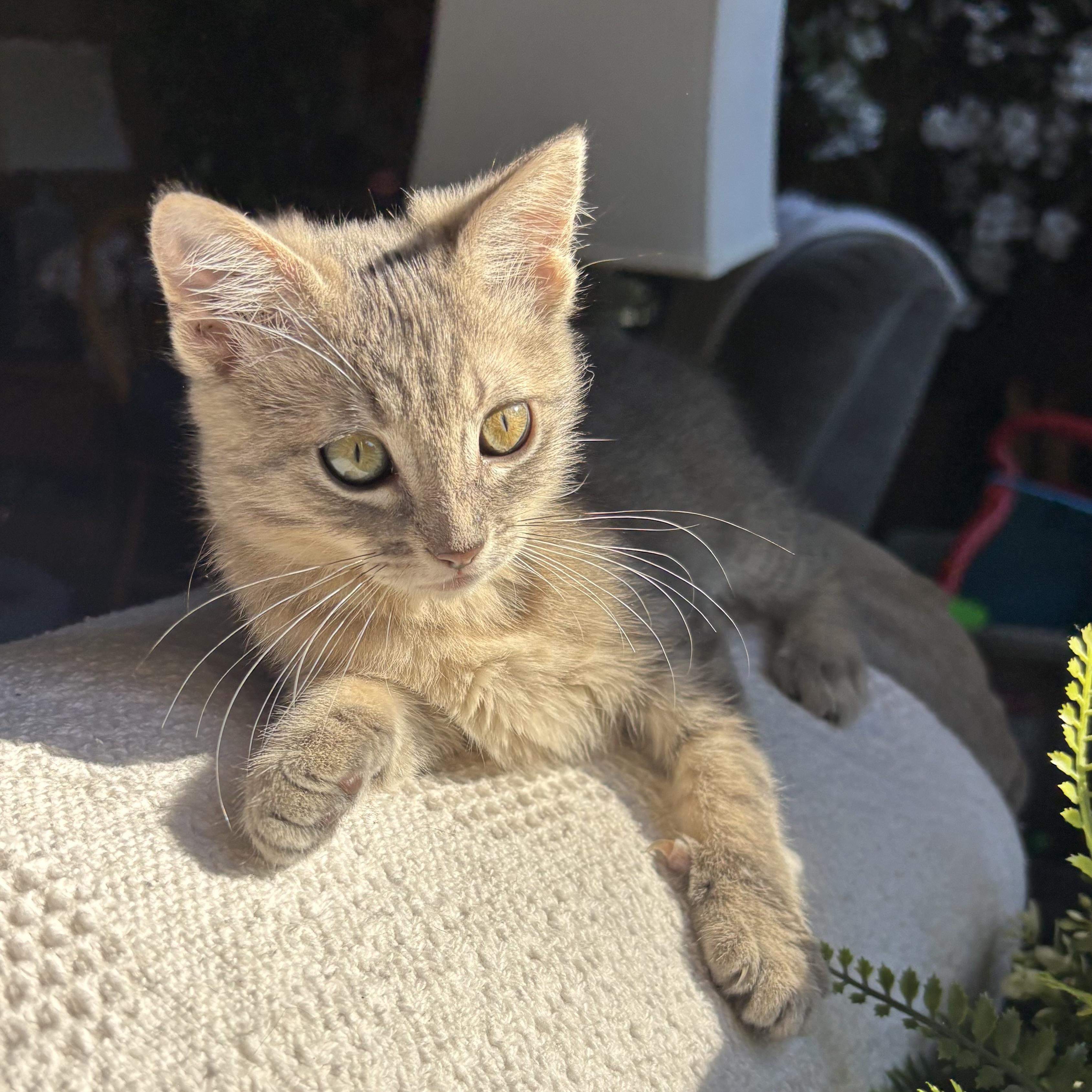Enlarge Chica, a Adoptable Domestic Short Hair in Monroe, WA image 4/6