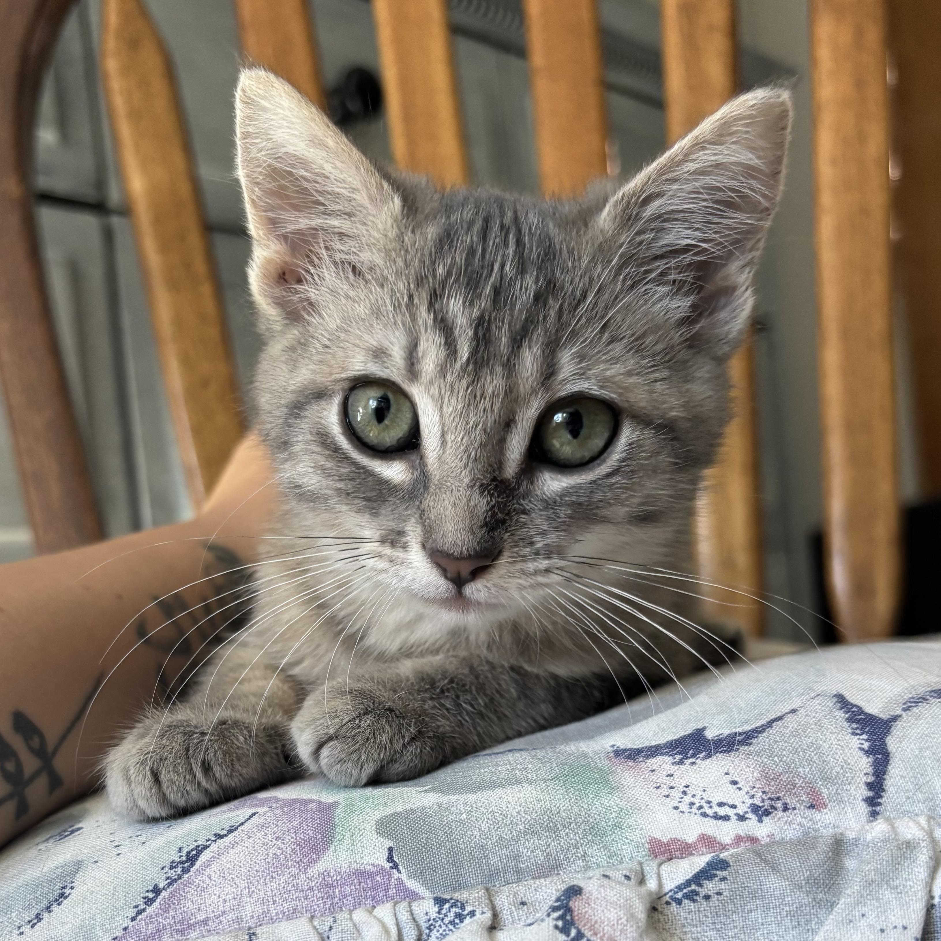 Enlarge Chica, a Adoptable Domestic Short Hair in Monroe, WA image 2/6