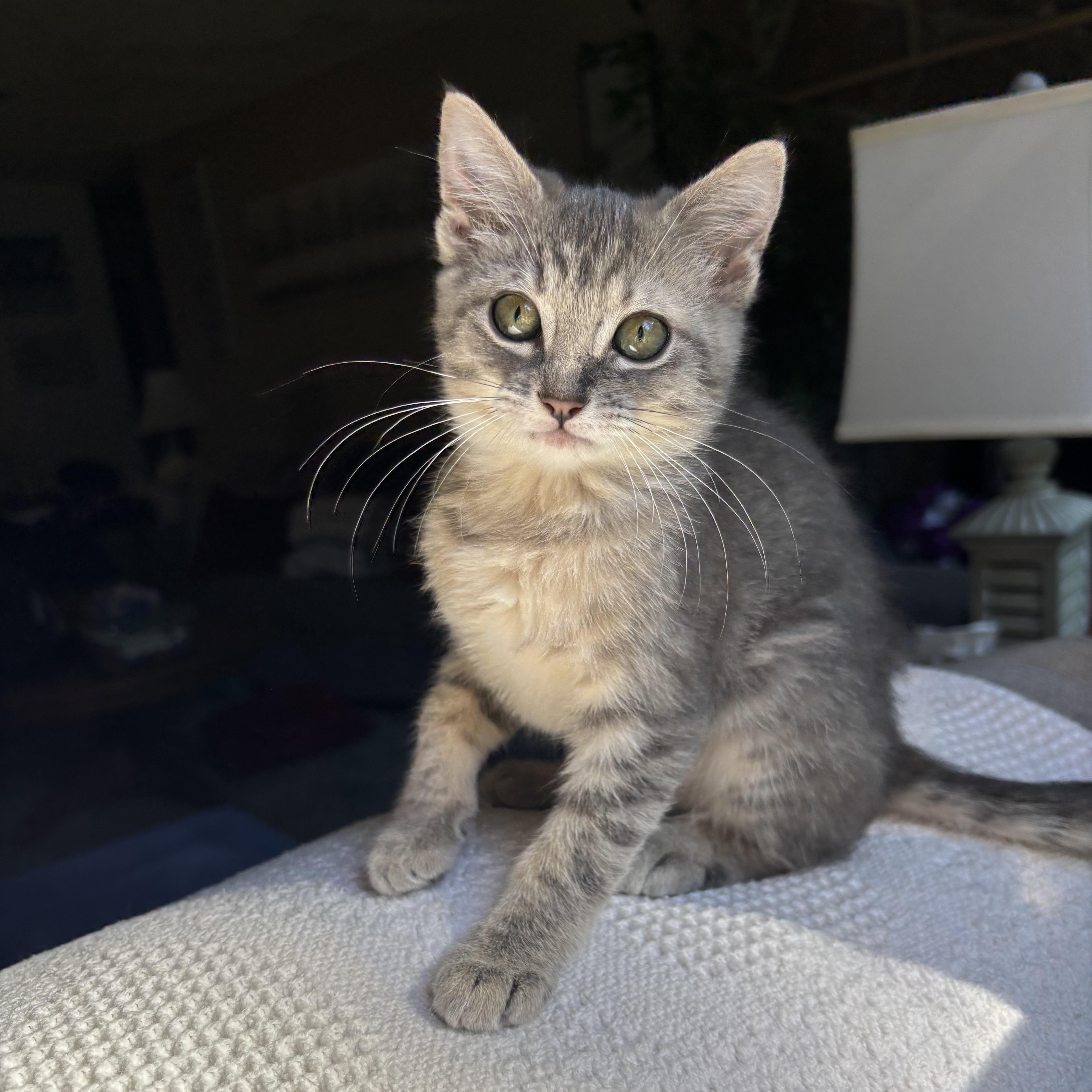 Enlarge Chica, a Adoptable Domestic Short Hair in Monroe, WA image 5/6