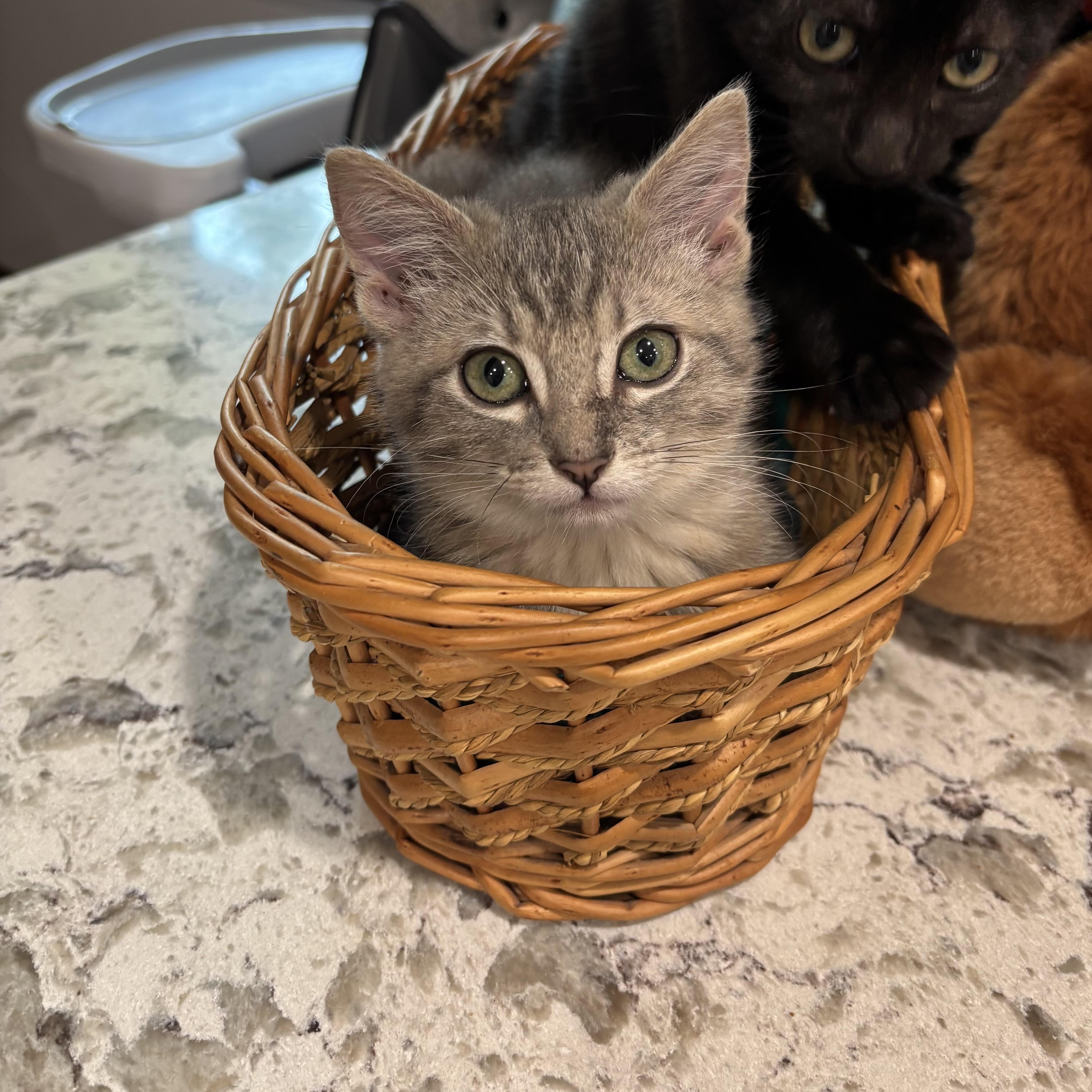 Enlarge Chica, a Adoptable Domestic Short Hair in Monroe, WA image 3/6