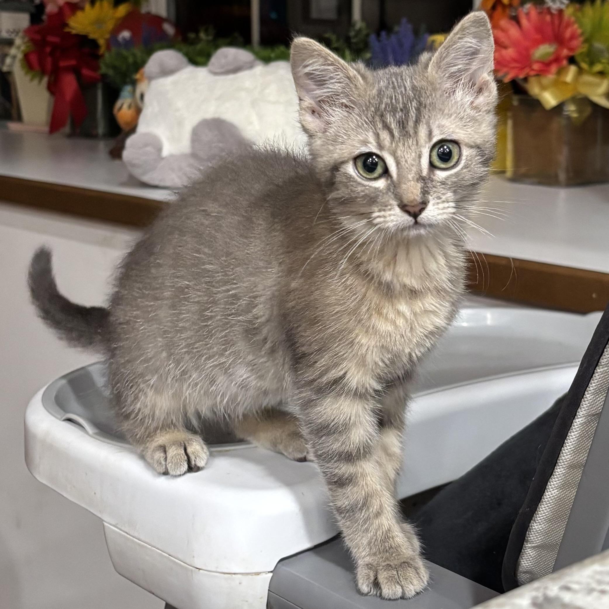 Enlarge Chica, a Adoptable Domestic Short Hair in Monroe, WA image 6/6