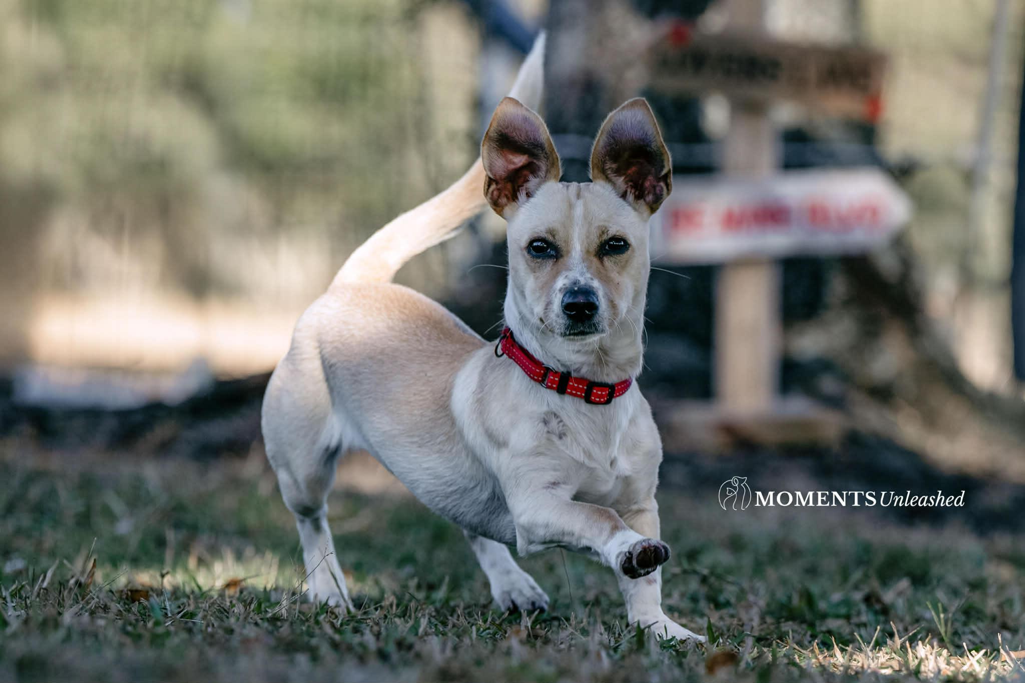 Luau, a Adoptable mixed breed in Myakka City, FL image 2/5