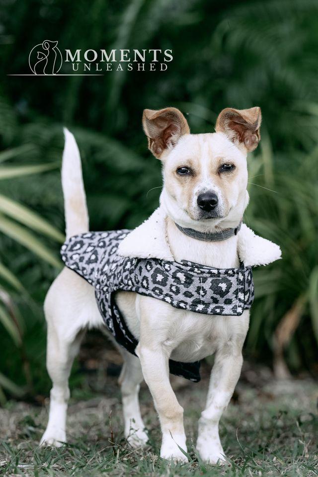 Enlarge Luau, a Adoptable mixed breed in Myakka City, FL image 1/3