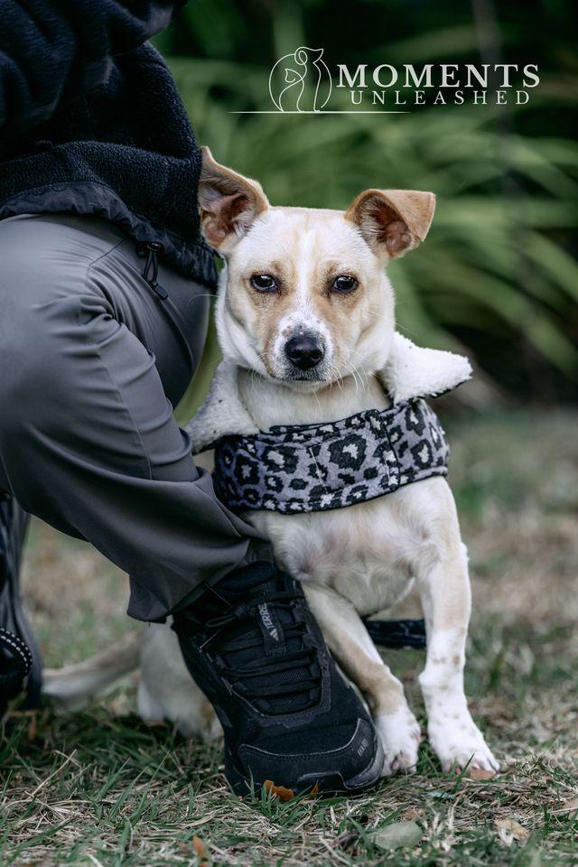 Enlarge Luau, a Adoptable mixed breed in Myakka City, FL image 3/3