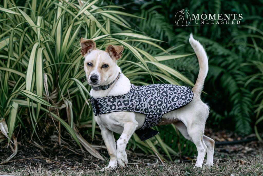 Enlarge Luau, a Adoptable mixed breed in Myakka City, FL image 2/3