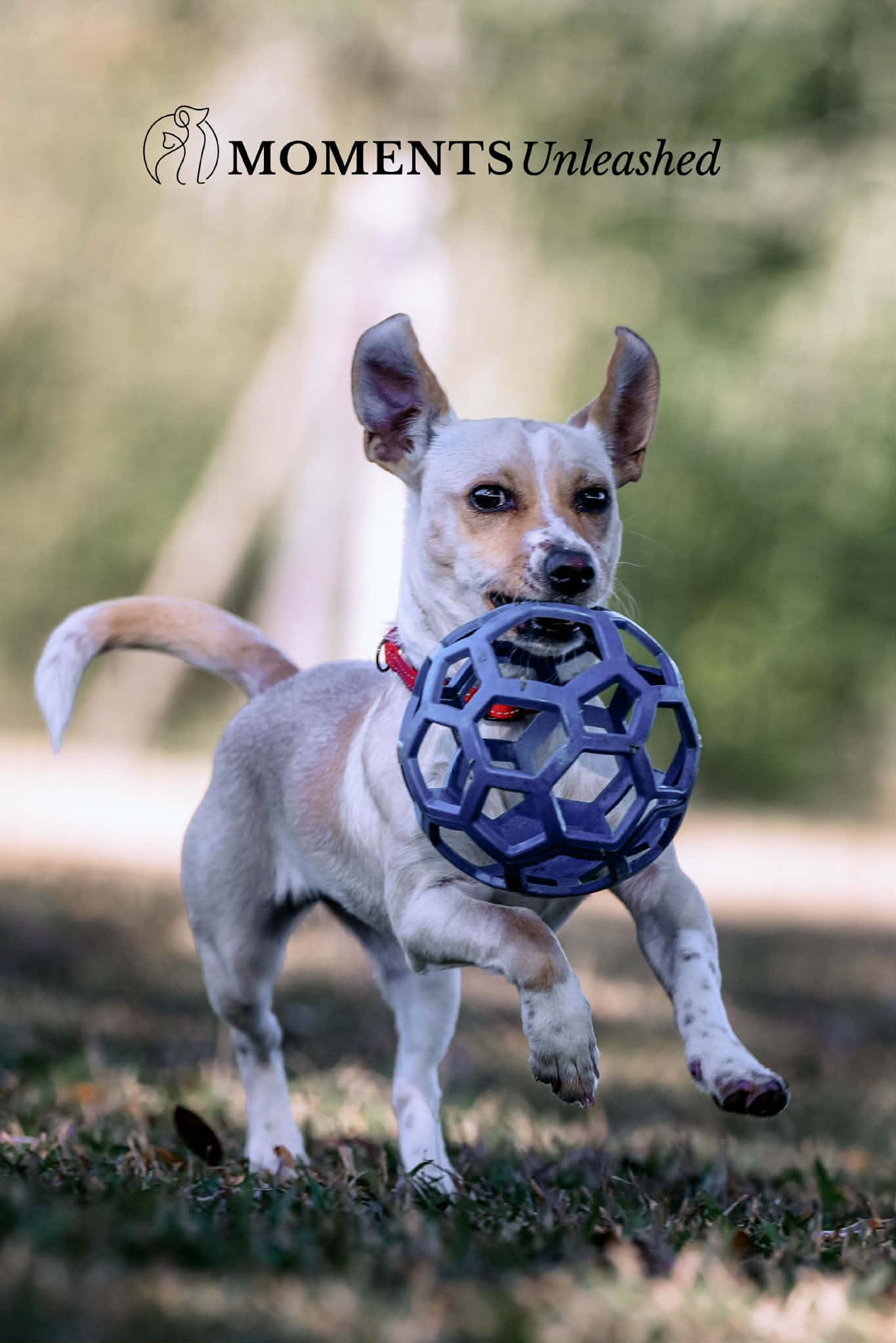 Luau, a Adoptable mixed breed in Myakka City, FL image 4/5