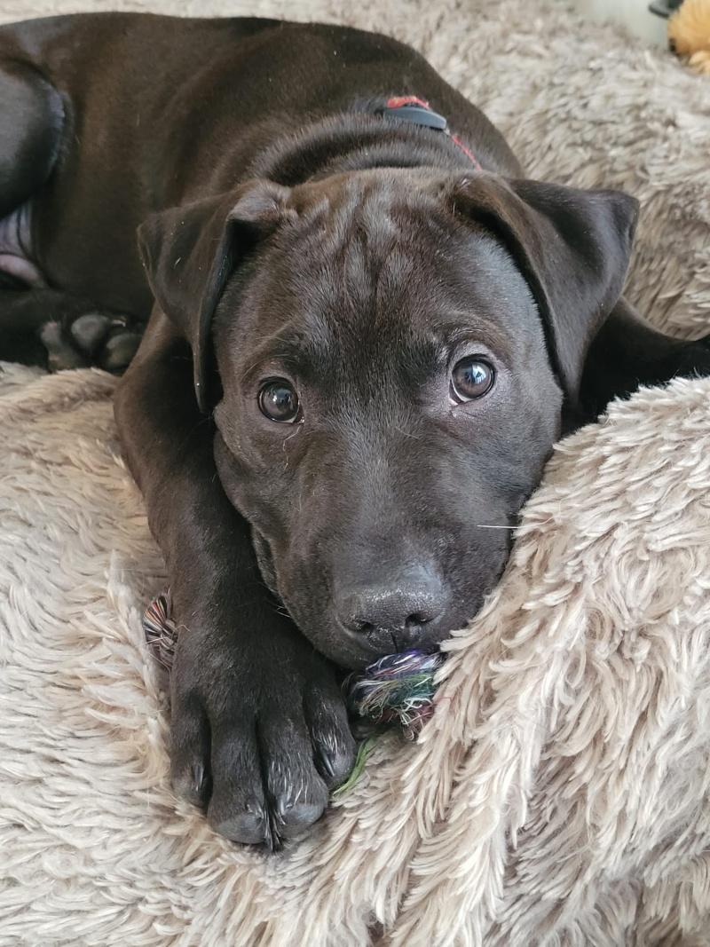 Otis, ADOPTABLE, Puppy Male Boxer & Mastiff.