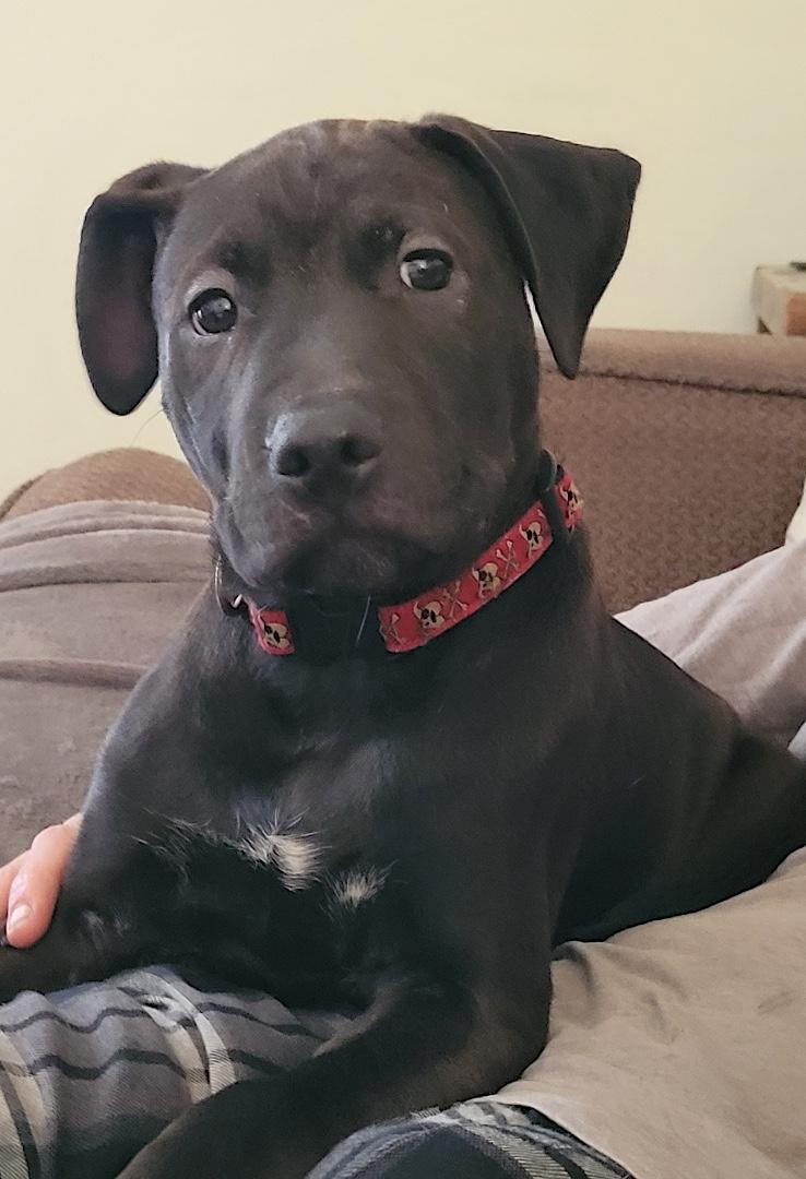 Enlarge Otis, a ADOPTABLE mixed breed in Bancroft, ON image 5/5