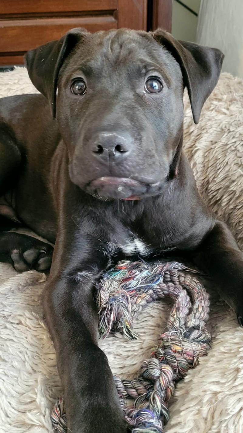 Enlarge Otis, a ADOPTABLE mixed breed in Bancroft, ON image 3/5