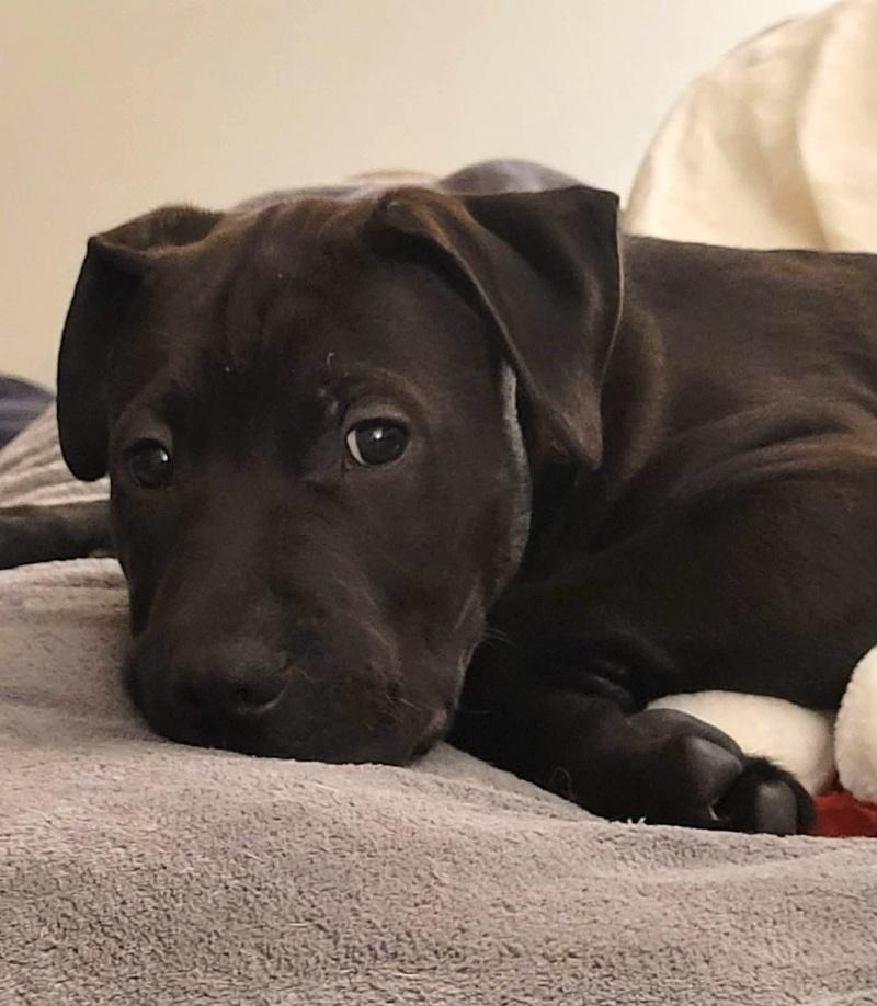 Enlarge Otis, a ADOPTABLE mixed breed in Bancroft, ON image 4/5