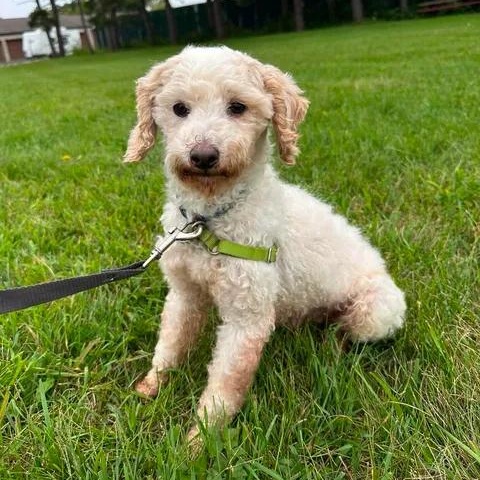 Enlarge Cedric-Foster Home Needed, a Adoptable Poodle in Hartland, WI image 3/6