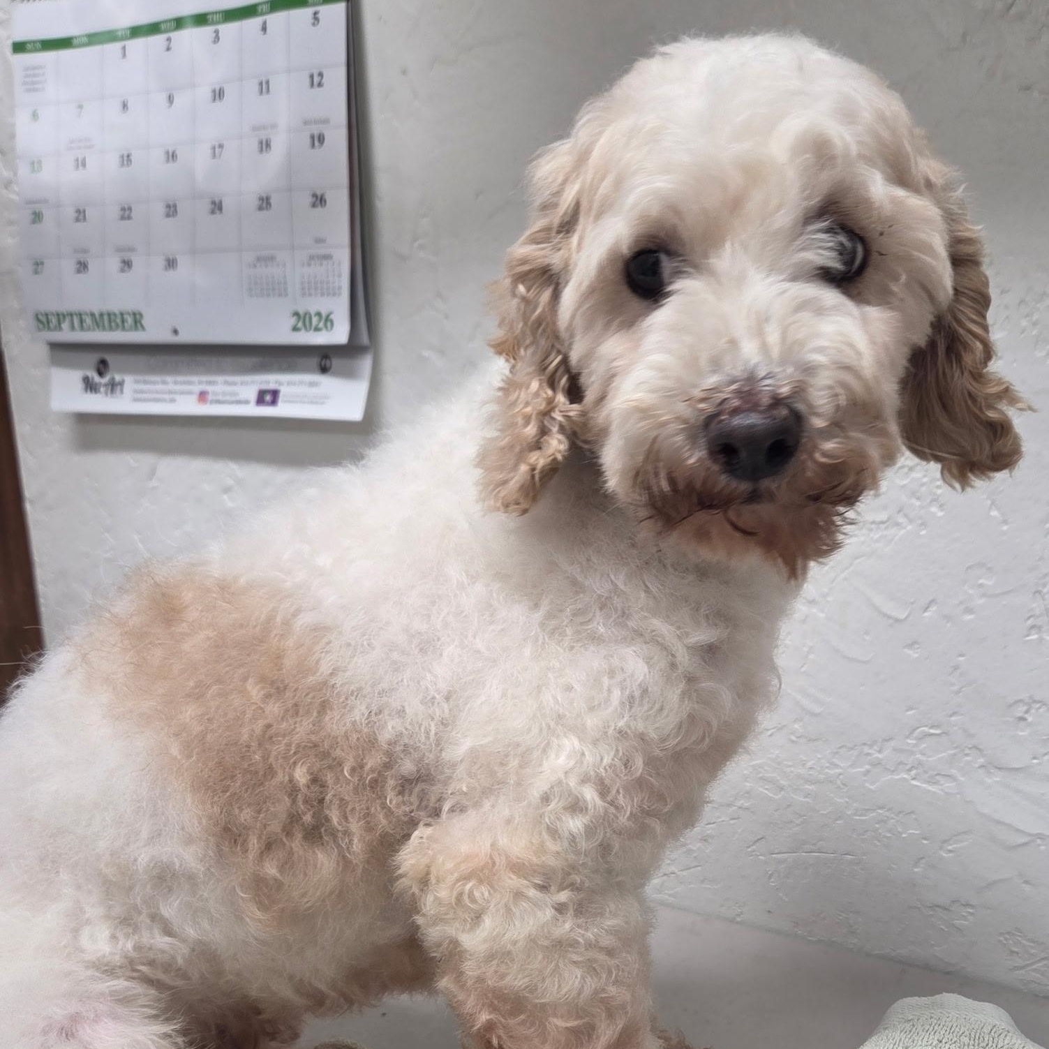 Cedric-Foster Home Needed, Adoptable, Senior Male Poodle.