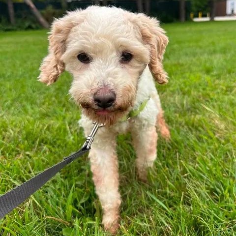 Enlarge Cedric-Foster Home Needed, a Adoptable Poodle in Hartland, WI image 5/6