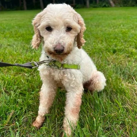 Enlarge Cedric-Foster Home Needed, a Adoptable Poodle in Hartland, WI image 4/6