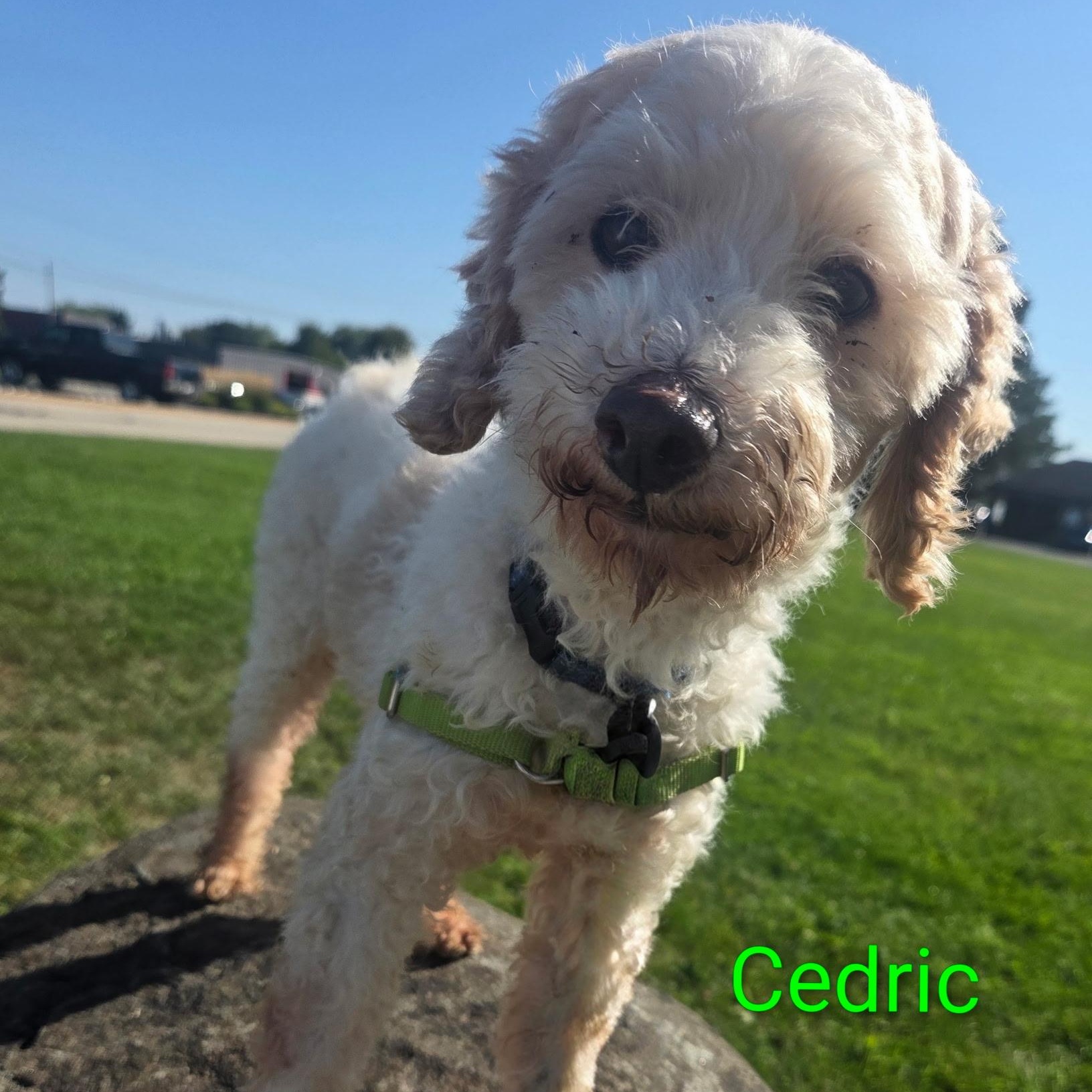 Enlarge Cedric-Foster Home Needed, a Adoptable Poodle in Hartland, WI image 2/6
