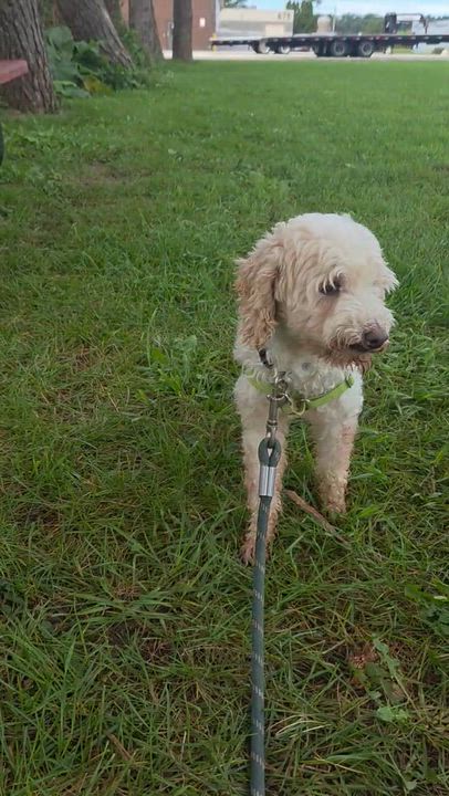 Enlarge Cedric-Foster Home Needed, a Adoptable Poodle in Hartland, WI video 6/6
