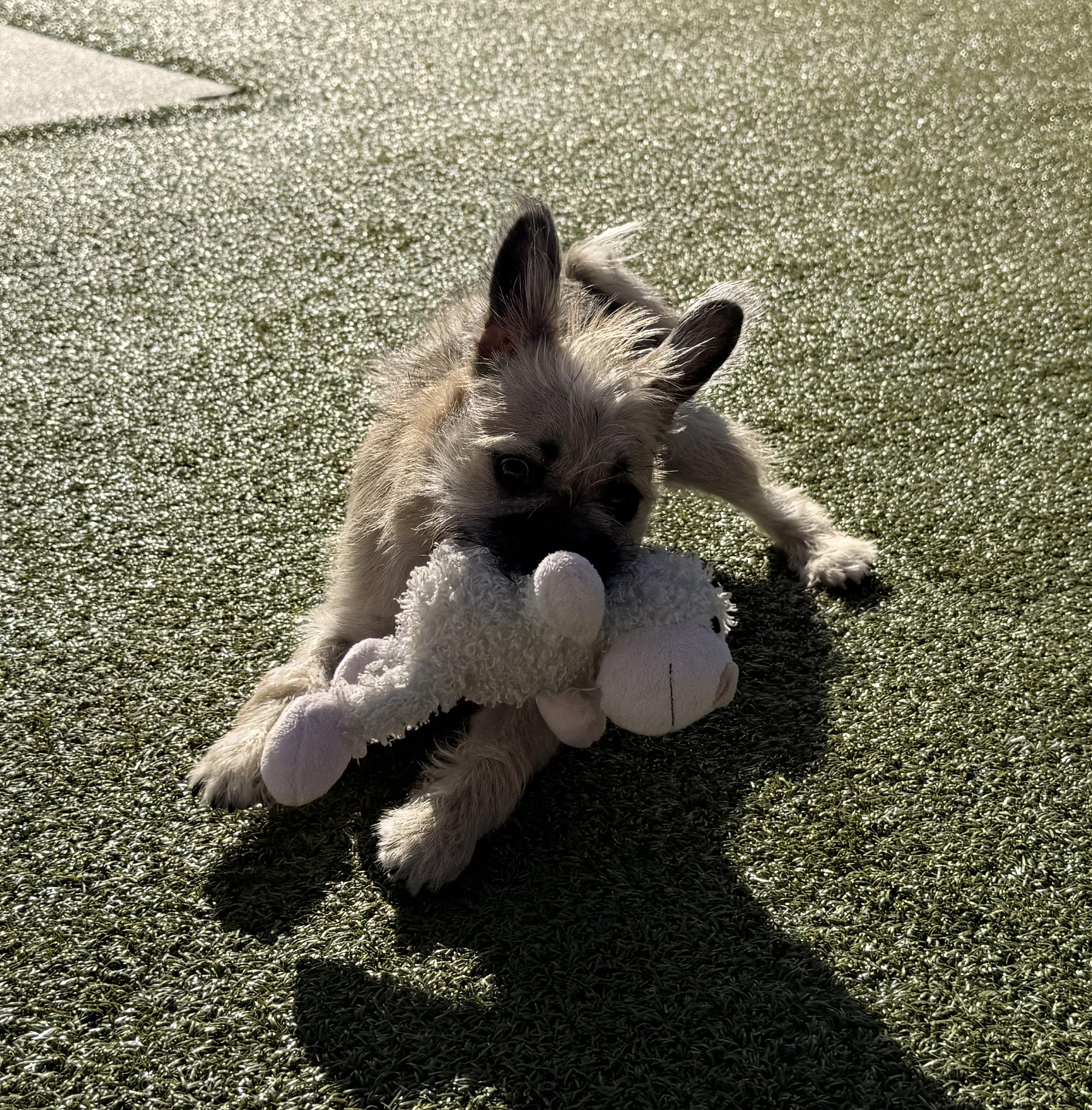 Enlarge Shenzi, a Adoptable mixed breed in Hays, KS image 3/6