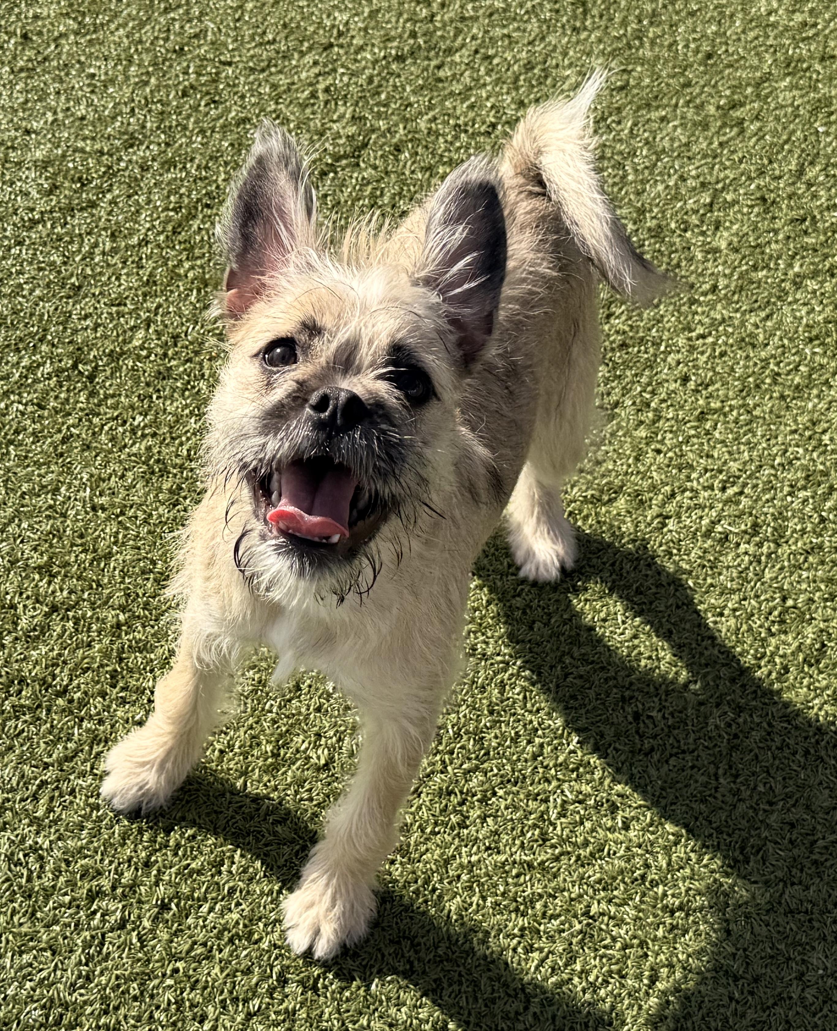 Enlarge Shenzi, a Adoptable mixed breed in Hays, KS image 1/6