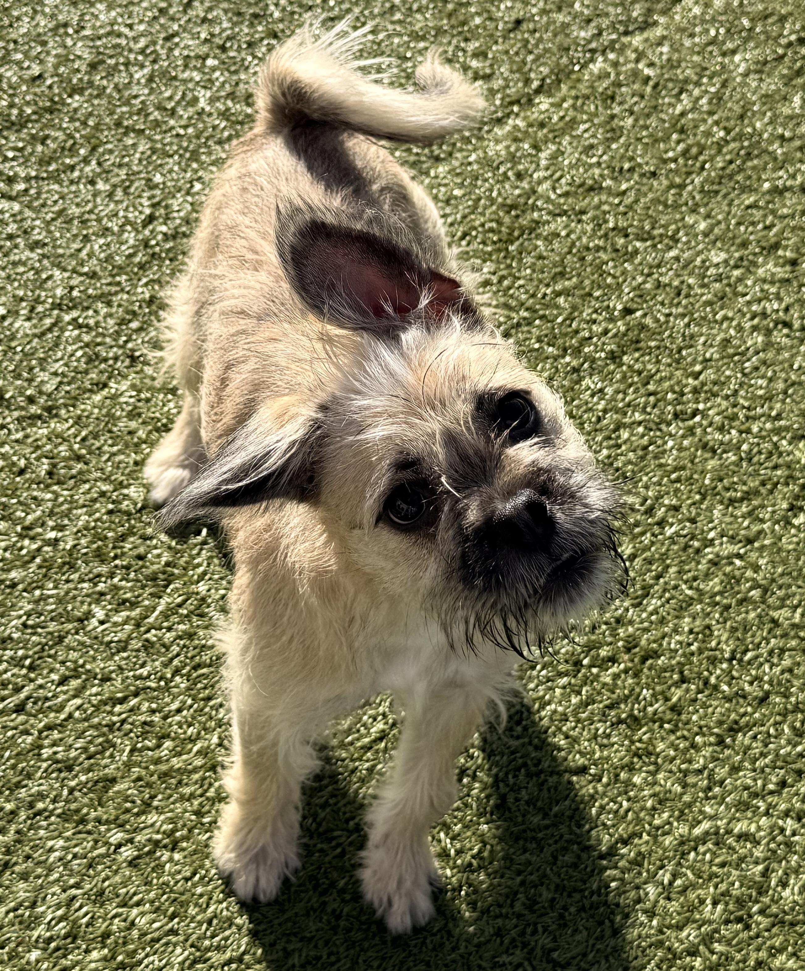 Enlarge Shenzi, a Adoptable mixed breed in Hays, KS image 2/6