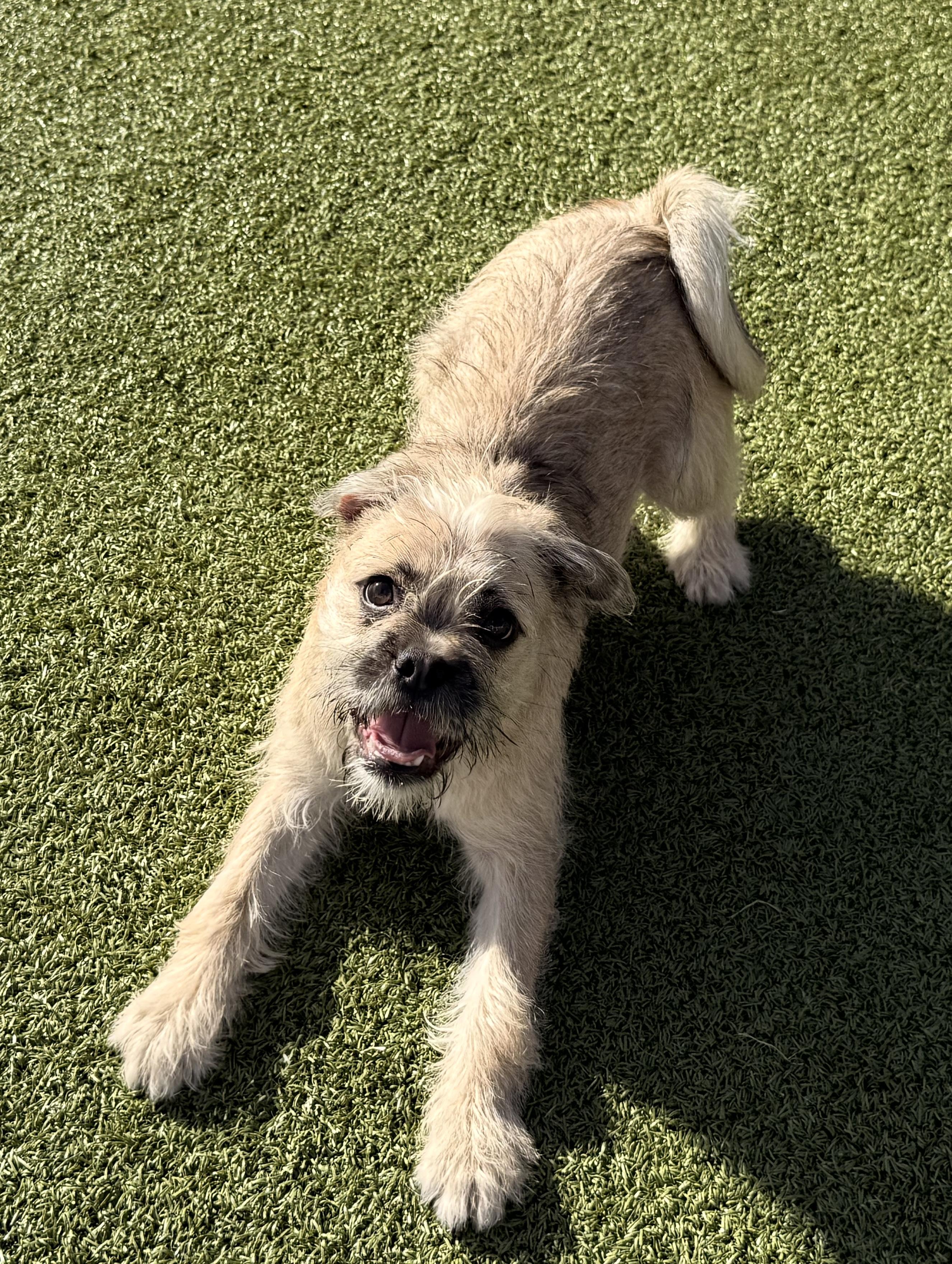 Enlarge Shenzi, a Adoptable mixed breed in Hays, KS image 5/6