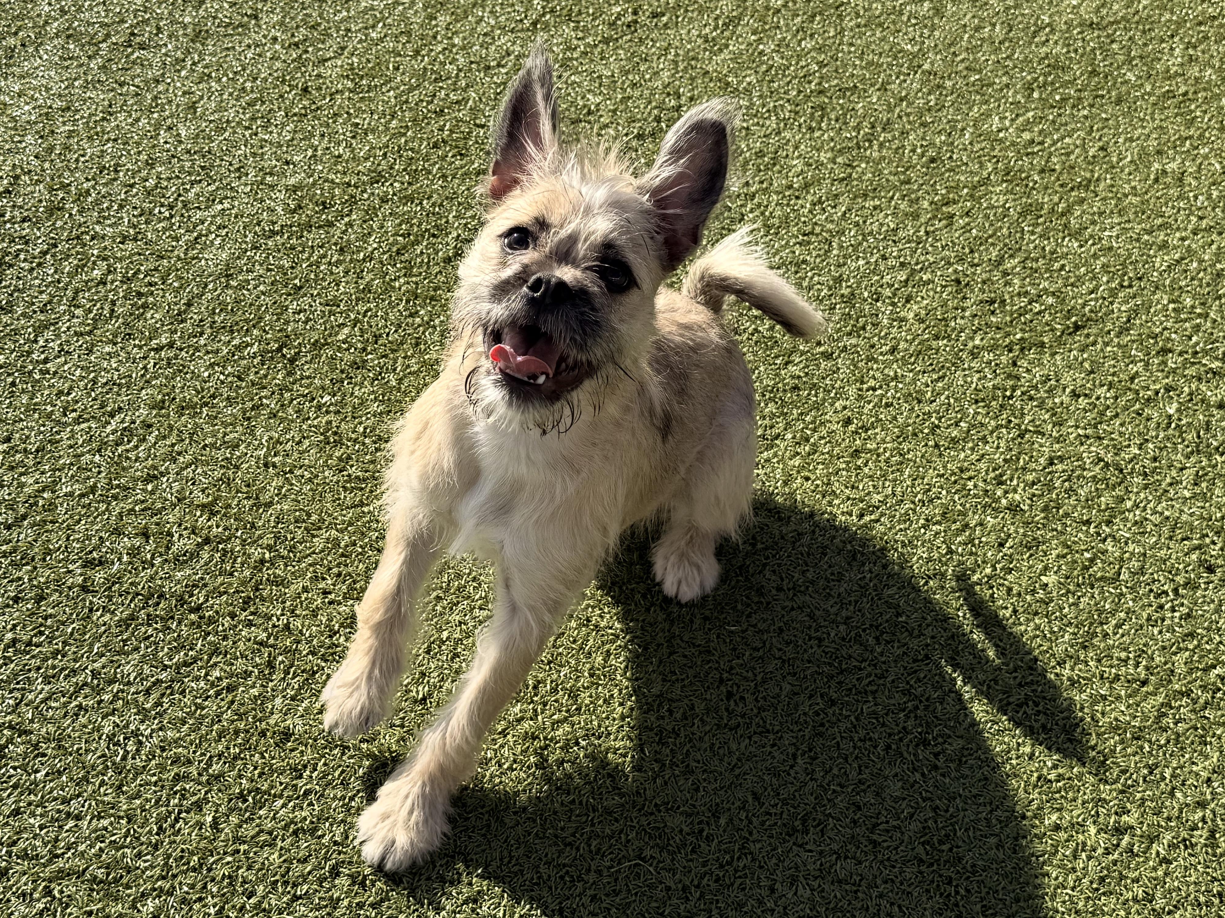 Enlarge Shenzi, a Adoptable mixed breed in Hays, KS image 6/6