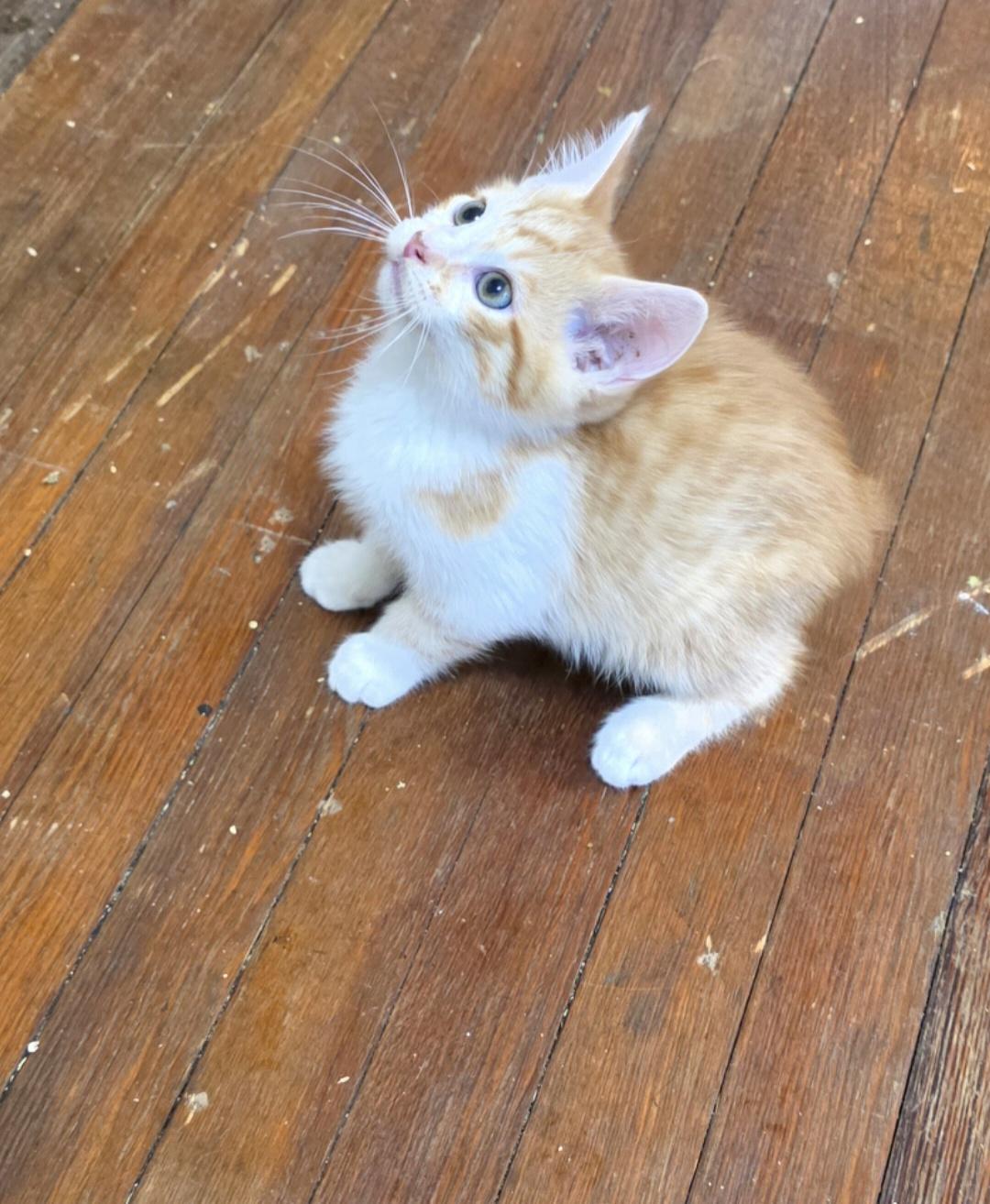 Enlarge Kody , a ADOPTABLE Domestic Short Hair in Greensburg, PA image 1/1