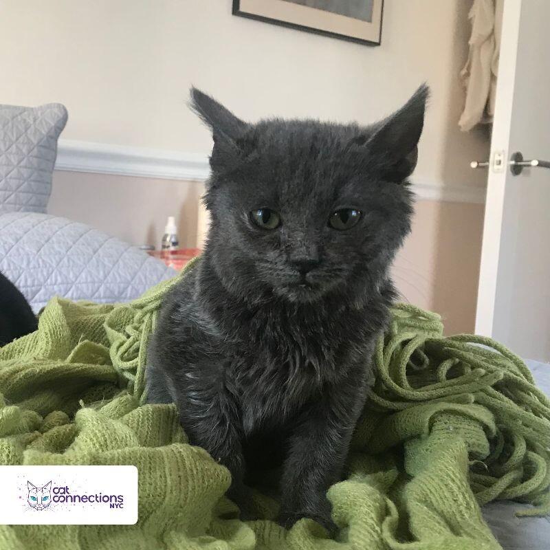 Gryzlik, a Adoptable American Shorthair in Astoria, NY image 1/4