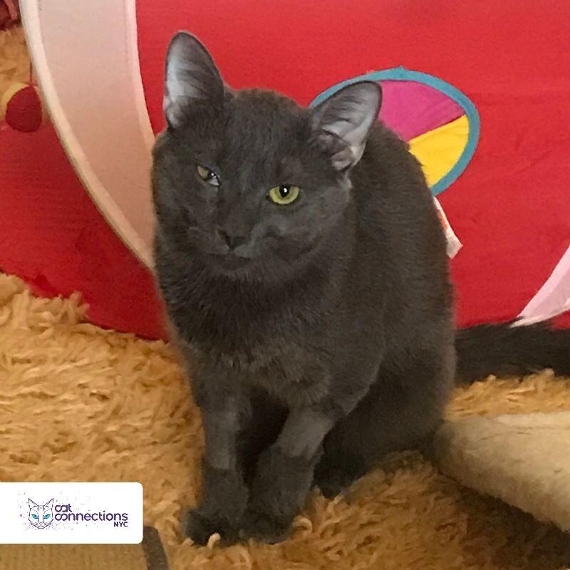 Gryzlik, a Adoptable American Shorthair in Astoria, NY image 2/4