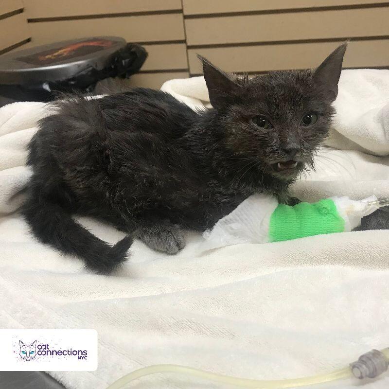 Gryzlik, a Adoptable American Shorthair in Astoria, NY image 3/4