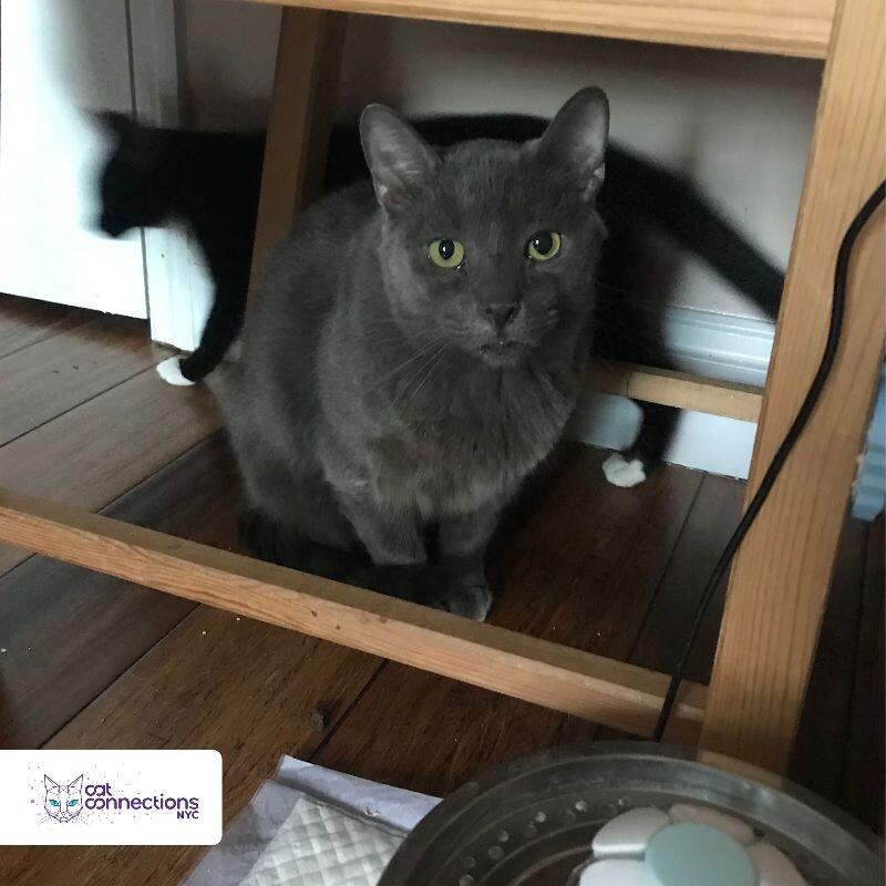 Gryzlik, a Adoptable American Shorthair in Astoria, NY image 4/4