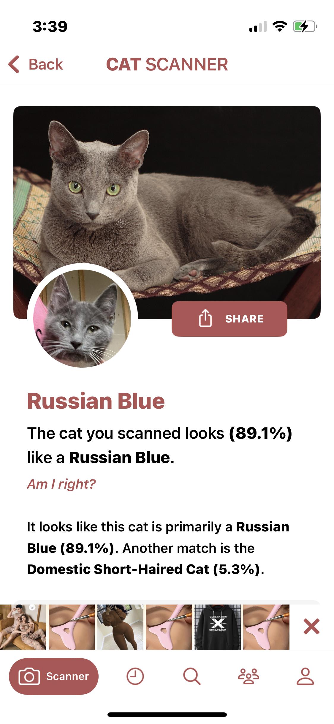 Enlarge Bigfoot, a Adopted mixed breed in Newark valley, NY image 6/6