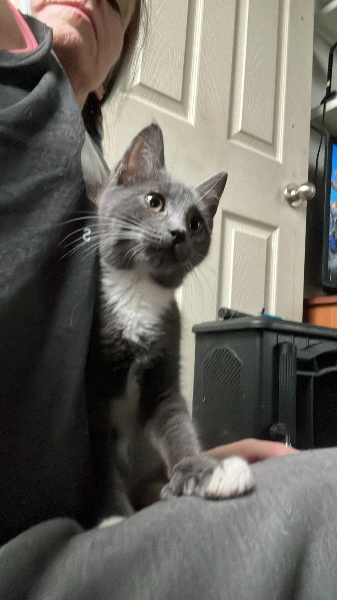 Bigfoot, Adopted, Young Male Russian Blue & Tuxedo.