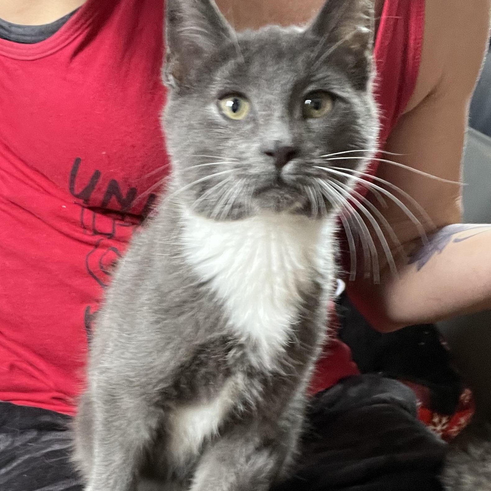 Enlarge Bigfoot, a Adopted mixed breed in Newark valley, NY image 3/6