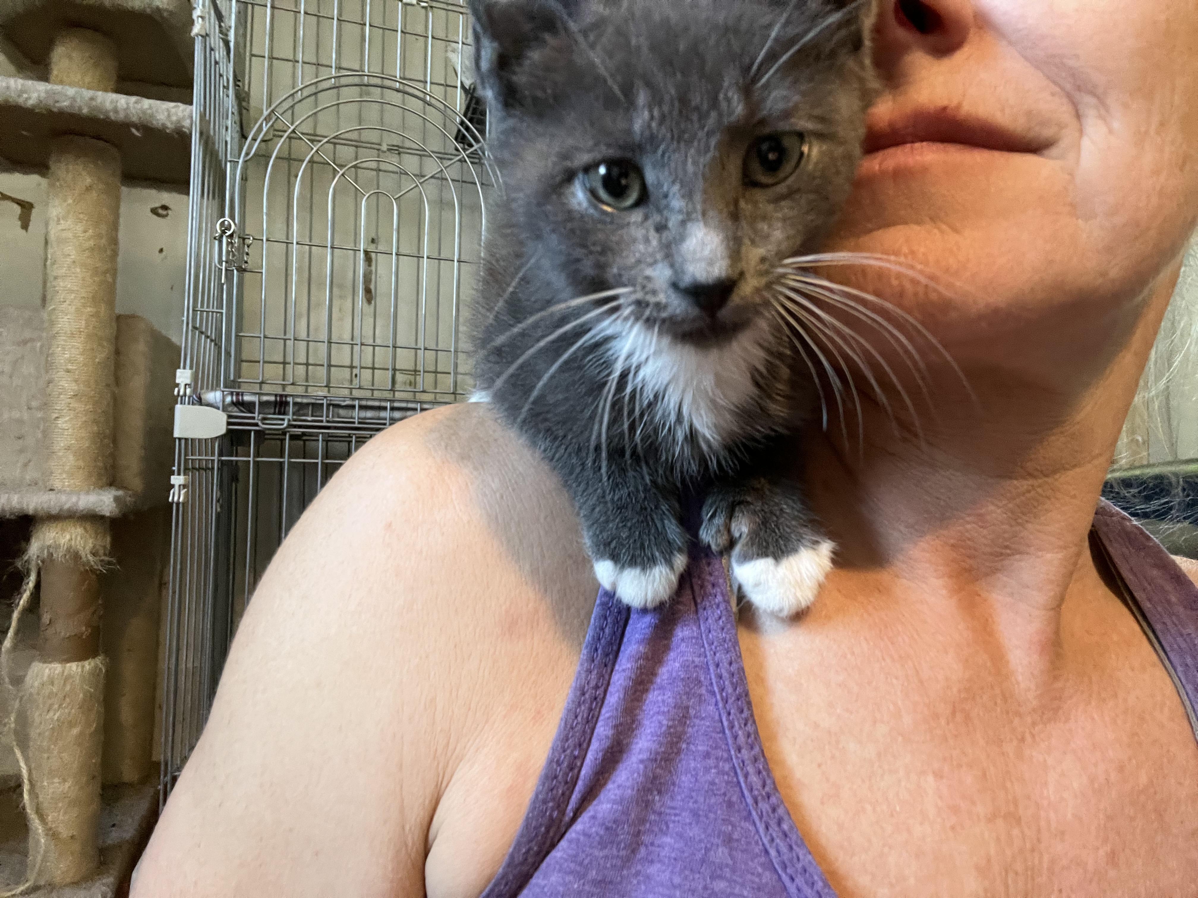 Enlarge Bigfoot, a Adopted mixed breed in Newark valley, NY image 4/6