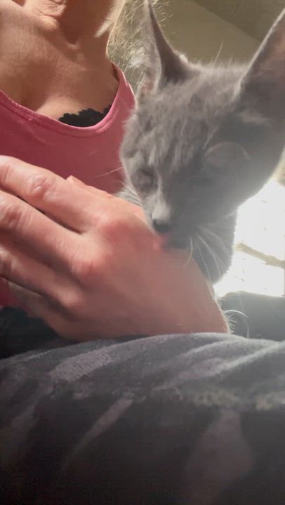 Enlarge Bigfoot, a Adopted mixed breed in Newark valley, NY video 5/6