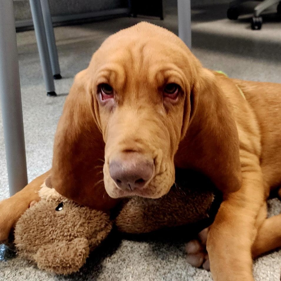 Enlarge Oliver, a Adopted Bloodhound in Port Saint Lucie, FL image 2/4