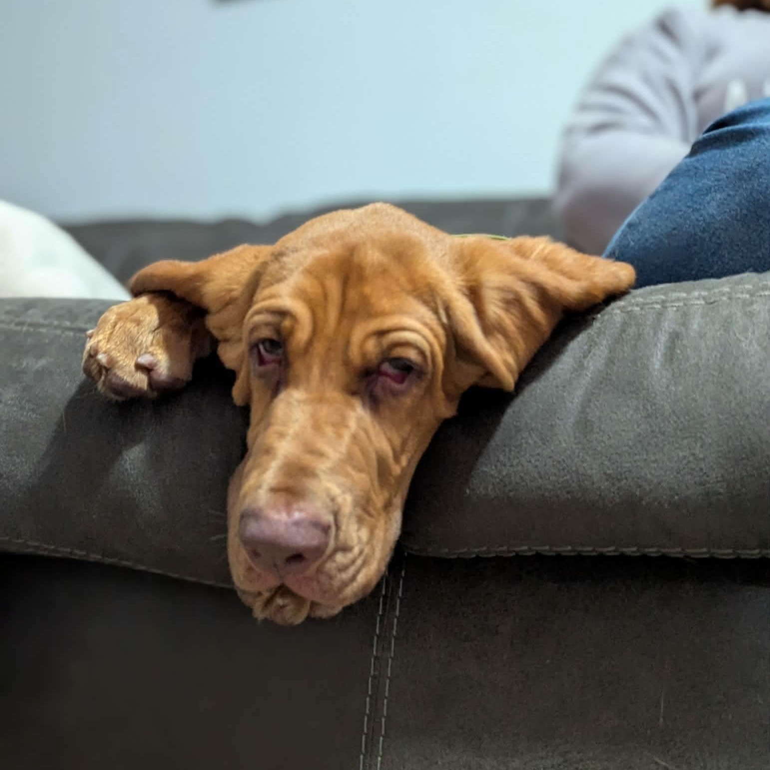 Enlarge Oliver, a Adopted Bloodhound in Port Saint Lucie, FL image 3/4