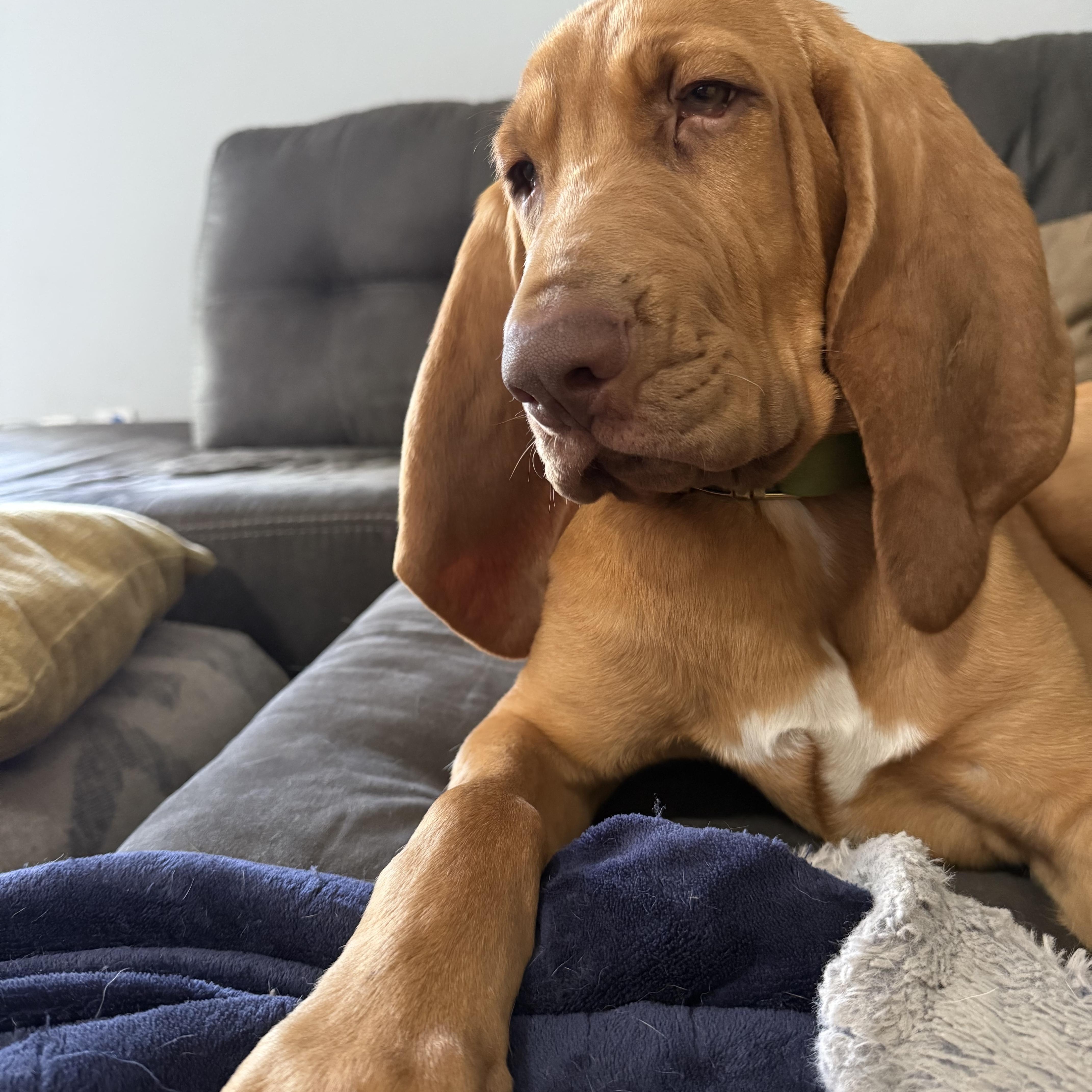Enlarge Oliver, a Adopted Bloodhound in Port Saint Lucie, FL image 1/4