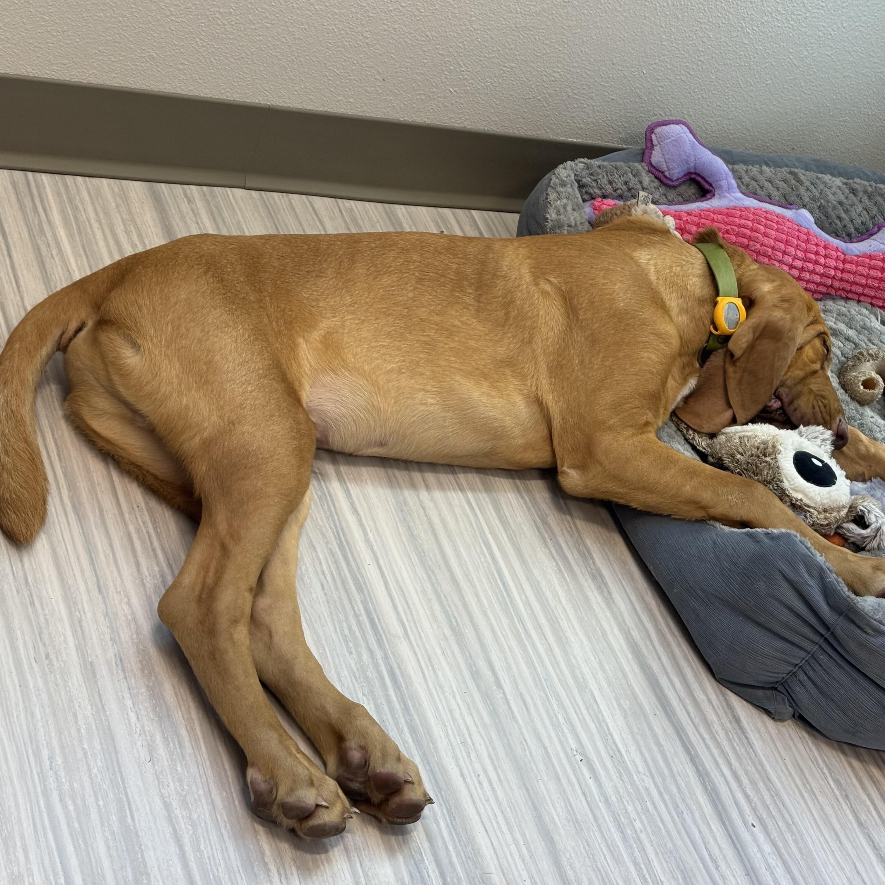 Enlarge Oliver, a Adopted Bloodhound in Port Saint Lucie, FL image 4/4