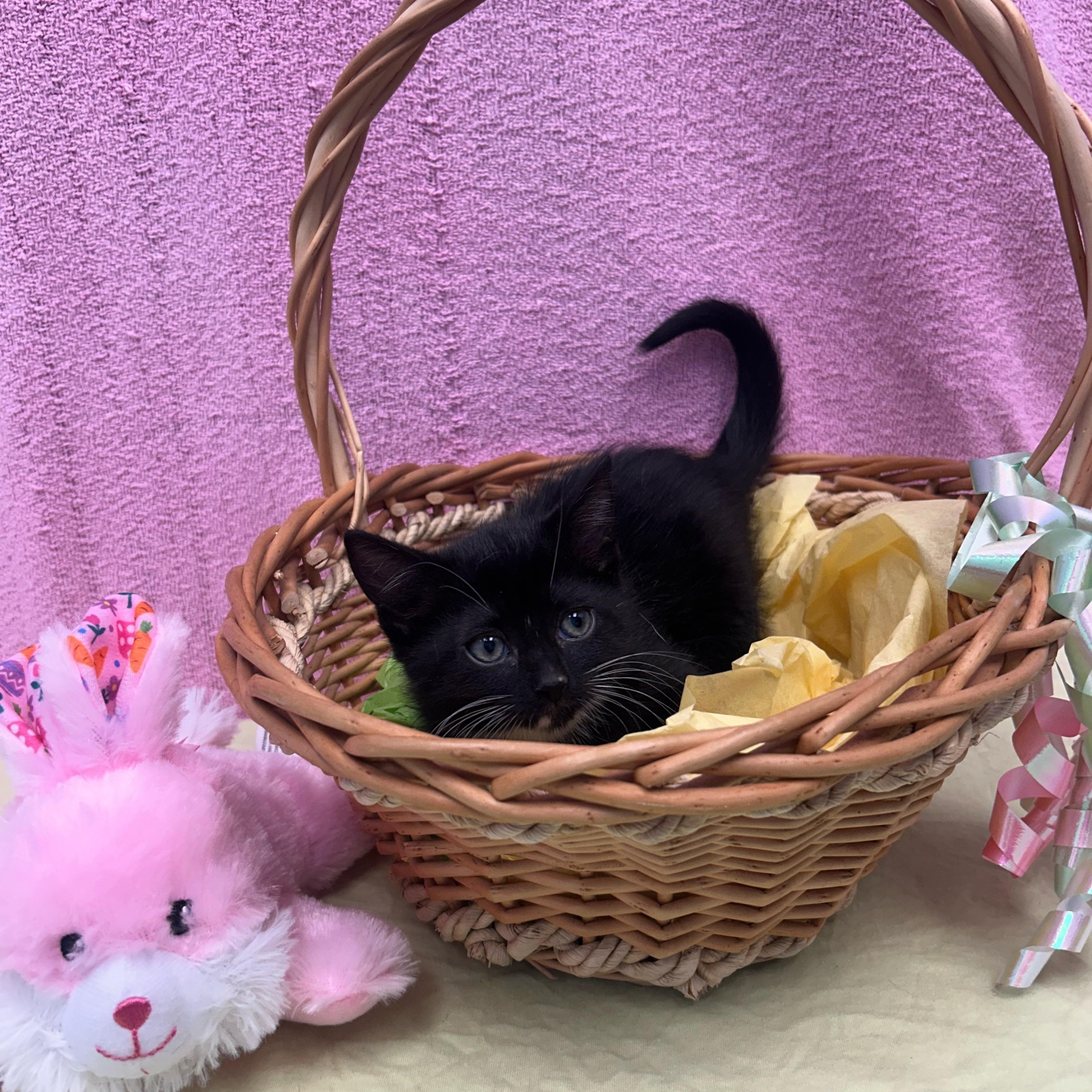 Fiddler, adopted, Kitten Female Domestic Short Hair.