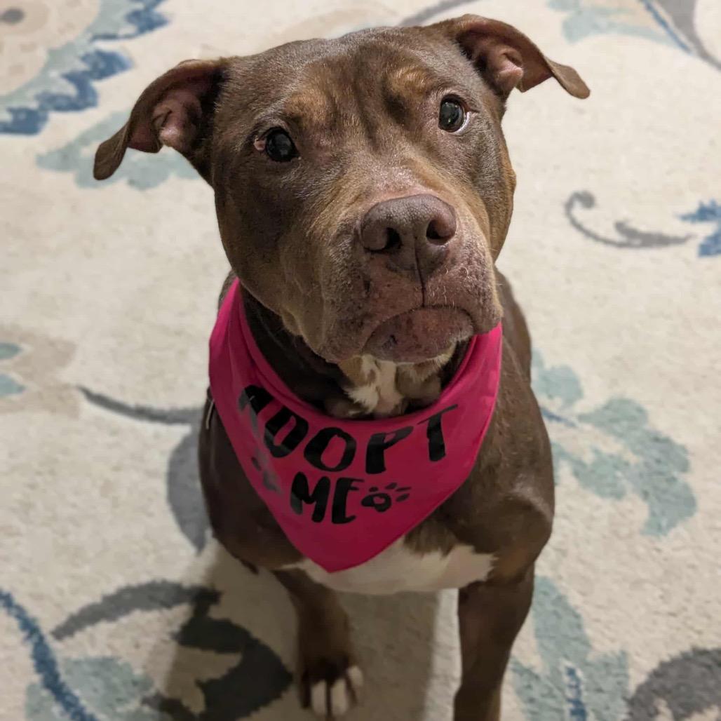 Mags, Adoptable, Adult Female Pit Bull Terrier.