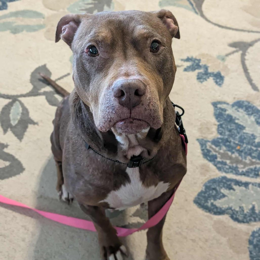 Mags, Adoptable, Adult Female Pit Bull Terrier.