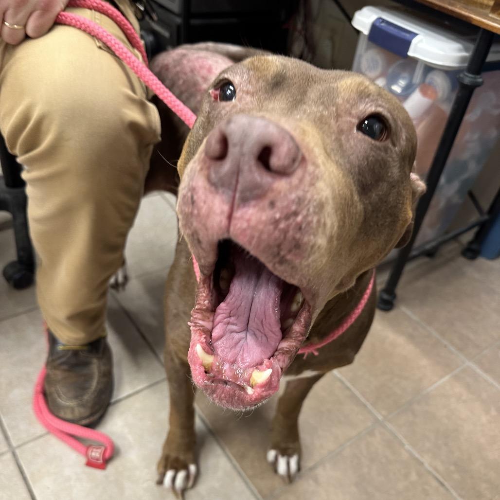 Enlarge Mags, a Adoptable Pit Bull Terrier in Delaware, OH image 1/6