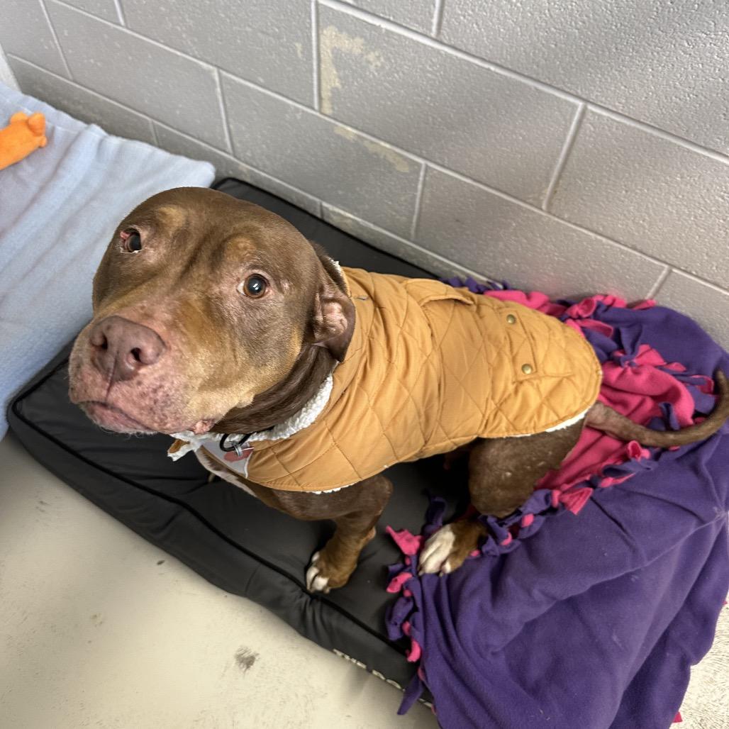 Enlarge Mags, a Adoptable Pit Bull Terrier in Delaware, OH image 2/6